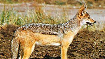 Jackal | African, Canine & Nocturnal | Britannica