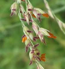 Image result for Panicum trichonode