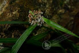 Image result for Hypolytrum