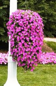Nao Ha Primavera Sem Petunias Hangeblumen Hangender Garten Hangepflanzen