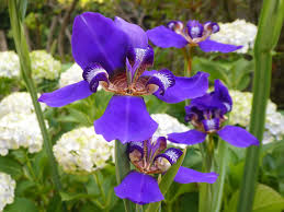 Image result for Indigofera roseo-caerulea