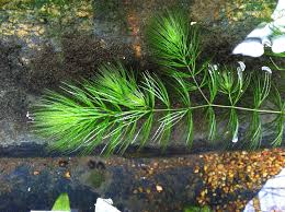 Image result for Ceratophyllum submersum