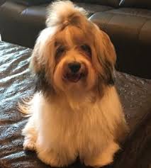 Join millions of people using oodle to find puppies for adoption, dog and puppy listings, and other pets adoption. Encore Havanese