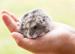 The average lifespan varies for each hamster breed. How Long Do Hamsters Live Petmd