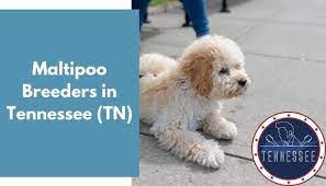 Maybe you would like to learn more about one of these? 15 Maltipoo Breeders In Tennessee Tn Maltipoo Puppies For Sale Animalfate
