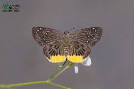 Image result for Trichoneura