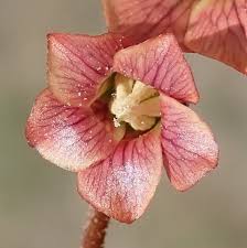 Image result for Hermannia depressa