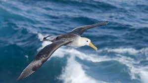 Animale de la polul nord. 23 Animale Din Antarctica Si Polul Sud Inbors