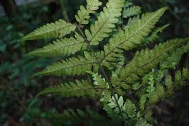 Image result for Triplophyllum