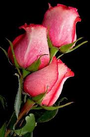 Pink Roses Via Lovely Roses Facebook Page Love Flowers Beautiful Roses Rose Buds