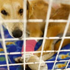You can choose your academic level: Q A What You Need To Know About Microchipping Your Dog