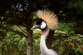 Turna Gozu