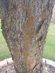 Your best bet if your willow tree has borers is to clip out all diseased branches. What Is Causing My Bark To Fall Off And Is It Normal Gardening Landscaping Stack Exchange