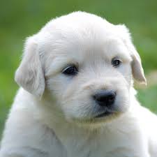 At lucky charm golden retrievers, english cream golden retrievers are our specialty. English Cream Golden Retriever Puppies Price Cuteanimals