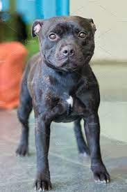staffordshire bull terrier pitbull terrier staffordshire bull terrier puppies american staffordshire bull terrier