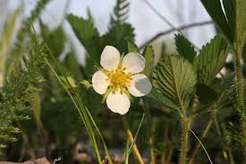 Image result for Rosaceae