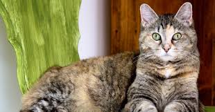 Jane has been studying english for two years 7. Lost Cat Action Plan Pet Fbi