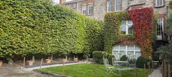 Boxwood is an ideal evergreen choice for privacy plants that you want to keep in pots and planters. Screening Plants Caragh Nurseries