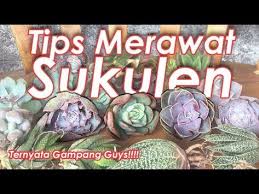 Cara Gampang Merawat Sukulen Pasca Pengiriman Beli Sukulen Online Youtube Di 2020 Sukulen Tanaman Sukulen Tanaman