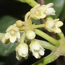 Image result for Marsdenia angolensis