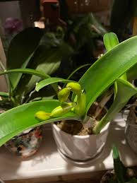 Image result for Eriospermum flexuosum