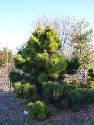 Pinus thunbergii 'thunderhead' landscape tip in video. Pinus Thunbergii Thunderhead Thunderhead Pine North Carolina Extension Gardener Plant Toolbox