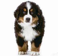 The collie is a devoted family dog, especially with children. The Ultimate Dog Breed Guide By Size Entirelypets