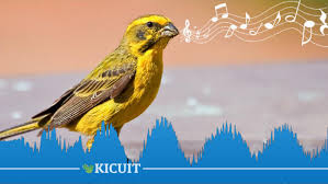 Check spelling or type a new query. Download Suara Kicau Kenari Gacor Durasi Panjang Tanpa Putus Kicuit Com