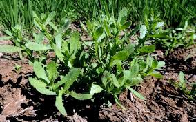 Image result for Sphaeranthus peduncularis