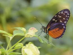 Find out what rhymes with butterfly. Every Butterfly In The United States And Canada Now Has A Genome Sequence