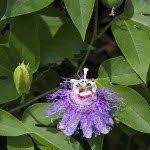 Welcome to the famous dave's garden website. How To Overwinter Passion Flower Outside