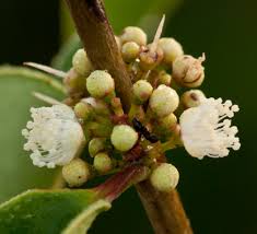 Image result for Eugenia aschersoniana