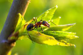 7 Astuces Naturelles Pour Eloigner Les Fourmis Mon Petit Coin Vert