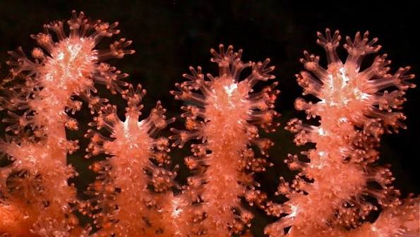 MBARI - The tiny polyps of the pink bamboo coral (Keratoisis sp.) have  eight tentacles ready to grab plankton and other particles of food drifting  in the currents. Once they've caught a