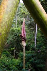 Image result for Amorphophallus goetzei