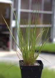Image result for Juncus