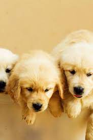 Golden Retriever Puppies Playing Goldenretriever Golden Retriever Retriever Puppy Retriever
