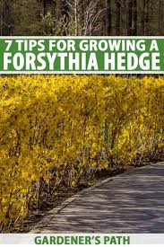 Generally, the domestic hedge trimming season is either spring or winter. 7 Tips For Growing A Forsythia Hedge Gardener S Path
