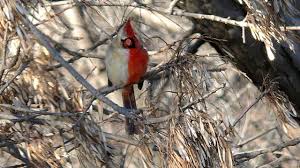 Half Male Half Female Bird Has A Rough Life Science Aaas Female cardinal bird singing song / sounds подробнее.