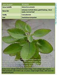 956 x 717 jpeg 122 кб. Pokok Sedingin Setawar Plant Leaves Leaves Plants