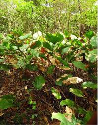 Image result for Sarcophrynium brachystachyum