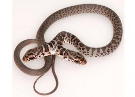 Namun cerita pada mimpi yang dialami bisa saja takwil mimpinya berbeda tergantung siapa yang memimpikannya. Sebuah Keluarga Menemukan Ular Berkepala Dua Republika Online