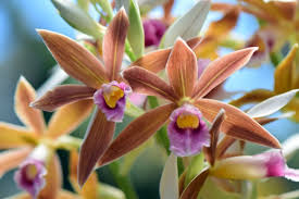 Image result for Phaius occidentalis