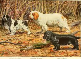 Image result for clumber španěl lov