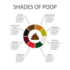 Image result for blood in stool human poop