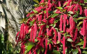 Image result for Acalypha hispida