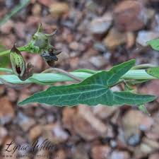 Image result for Aristolochiaceae