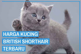 Kucing ini memiliki ukuran tubuh yang bongsor dengan berkaki pendek.info umumnama latin. Update Daftar Harga Kucing British Shorthair Terbaru 2021 Kucingklik Com