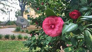 Different daisies bloom at different times. Springtime Flowers In Savannah And Though The Live Oaks Are Signature To