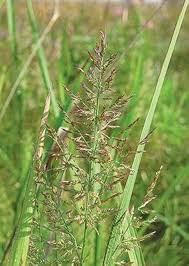 Image result for Panicum